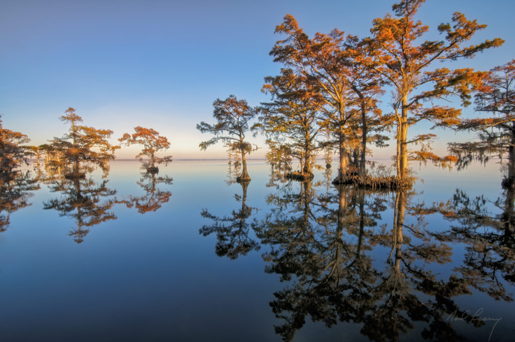 Mirrored Cypress