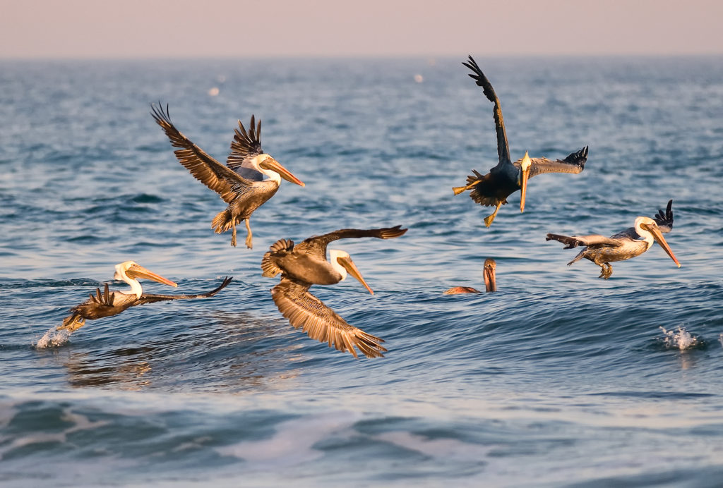 Pelican Dance