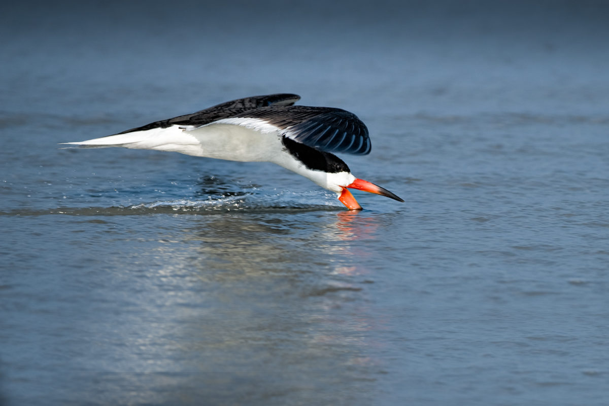 Skimmer skimming